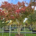 Acer palmatum - 1