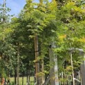 Acer palmatum 'Dissectum' - Foto 2