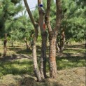 Pinus sylvestris - Foto 3
