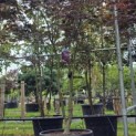Acer palmatum 'Bloodgood' - Foto 2