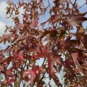 Liquidambar styraciflua 'Worplesdon' - 1