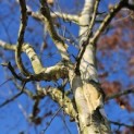 Betulus utilis Doorenbos (Jacquemontii) - Foto 3