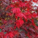 Acer palmatum 'Sumi-Nagashi' - Foto 3