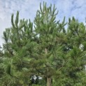 Pinus nigra 'Nigra' - Foto 4