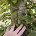 Fagus sylvatica 'Atropunicea' - Foto 1