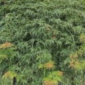 Acer palmatum 'Dissectum Viridis' - 2