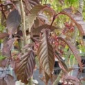 Prunus serrulata 'Royal Burgundy' - blad sept