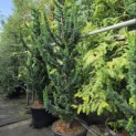Chamaecyparis l. 'Wissel's Saguaro' - 1