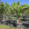 Ficus carica - Foto 1