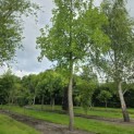 Liriodendron tulipifera - 2