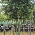 Quercus ilex - 6