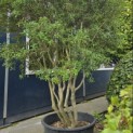 Osmanthus x Burkwoodii - 3