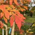 Acer Triflorum - Foto 3