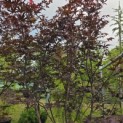 Acer palmatum 'Red Emperor' - Foto 4