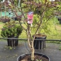 Acer palmatum 'Red Emperor' - Foto 3