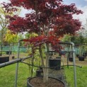 Acer palmatum 'Bloodgood' - 5