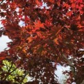 Acer palmatum 'Bloodgood' - 8