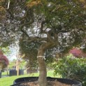 Acer palmatum 'Garnet' - 5