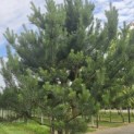 Pinus sylvestris - 1