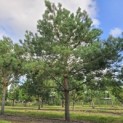 Pinus sylvestris - 4