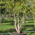 Betula nigra - Foto 3