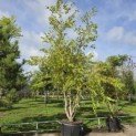 Betula nigra - Foto 2
