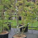 Acer buergerianum - 2
