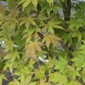 Acer palmatum - Foto 1