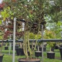 Elaeagnus ebbingei - 2
