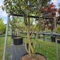 Elaeagnus ebbingei - 3