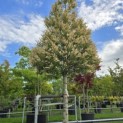 Prunus Lusitanica angustifolia - 5