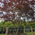Acer palmatum 'Atropurpureum' - Foto 1