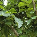 Parrotia persica 'Vanessa' - Foto 6