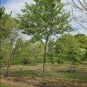 Amelanchier lamarckii - 3