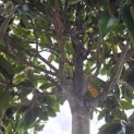 Magnolia grandiflora 'Galissonnière' - 5