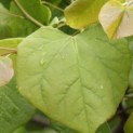 Cercis siliquastrum - 1