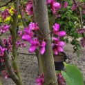 Cercis siliquastrum - 1