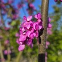 Cercis siliquastrum - 1