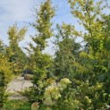 Fagus sylvatica 'Striata' - 3
