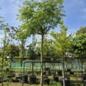 Albizia julibrissin 'Ombrella' - 2