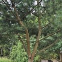 Pinus sylvestris - 7