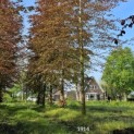 Fagus sylvatica 'Atropunicea' - 3