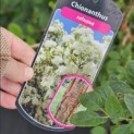 Chionanthus retusus - Foto 3