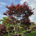 Acer palmatum 'Atropurpureum' - 1