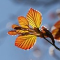 Fagus sylvatica 'Atropunicea' impressie licht op jong uitlopend blad