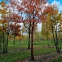 Acer griseum x nikoense - Foto 4