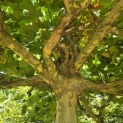 Platanus hispanica - 2