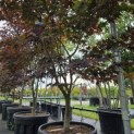 Acer palmatum 'Bloodgood' - Foto 1