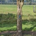 Acer campestre - Foto 2
