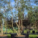 Quercus Suber - Foto 1